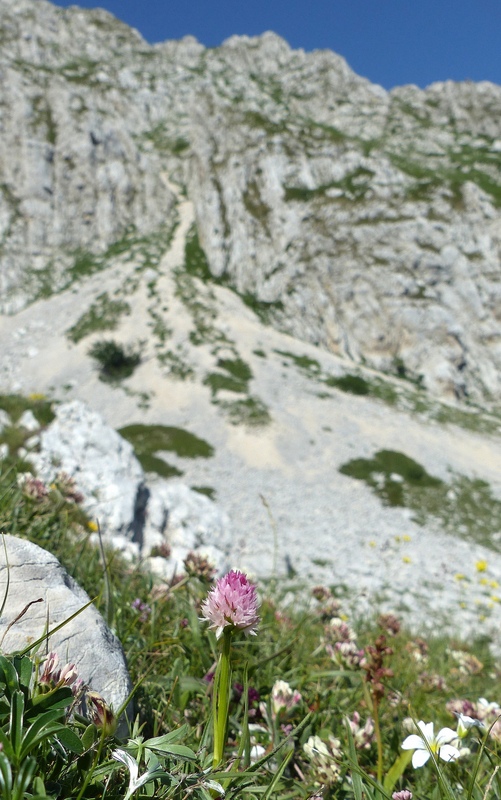 er Terminillo: la Nigritella widderi e altre orchidee sulla montagna di Roma.